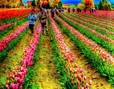 Fields
