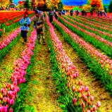 Fields