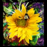 Flower and Pollinators 